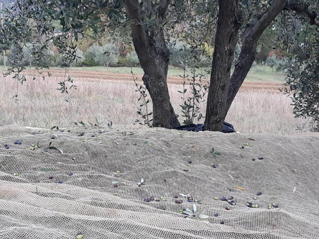 Villa Porcigliano Olive Grove Polcanto Luaran gambar