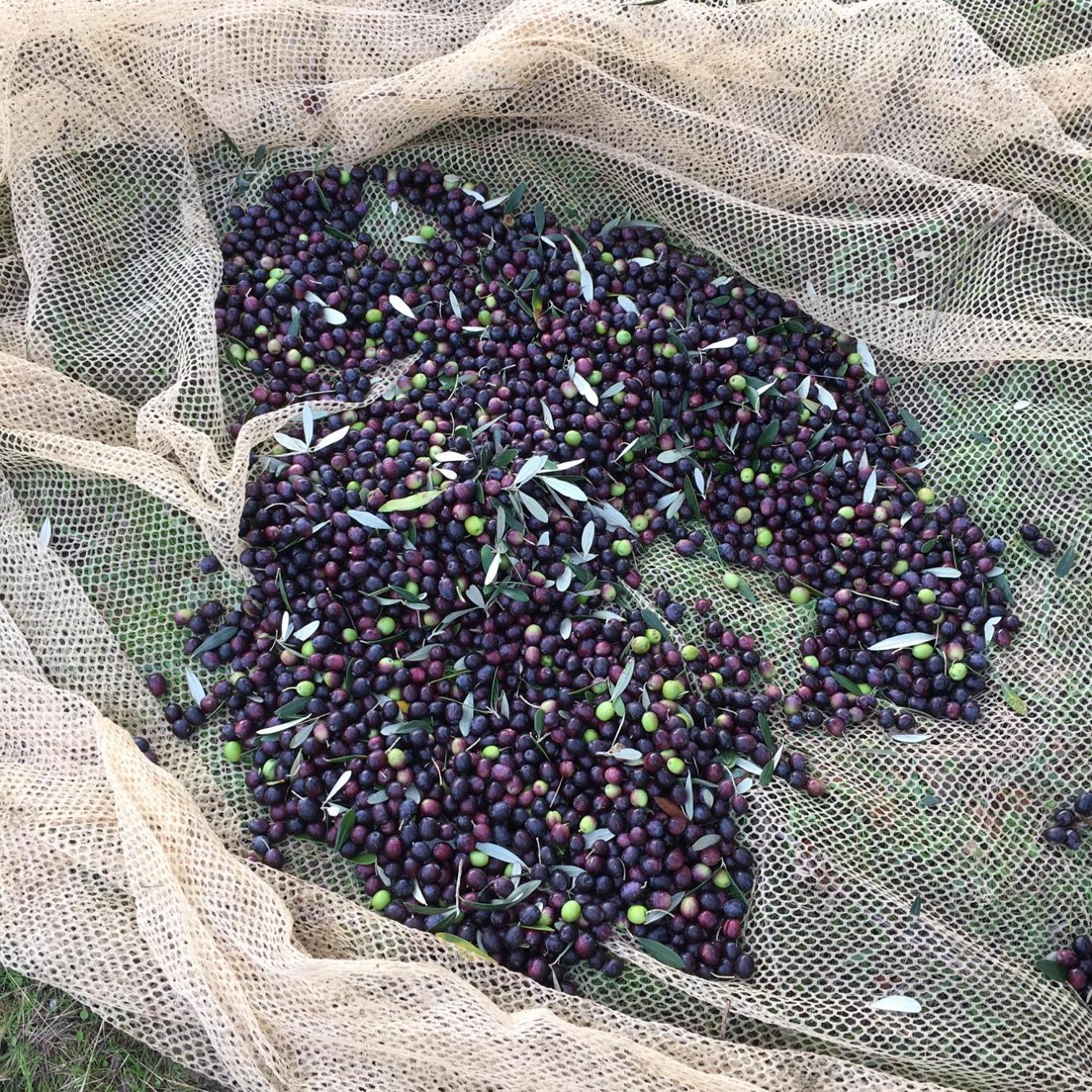 Villa Porcigliano Olive Grove Polcanto Luaran gambar