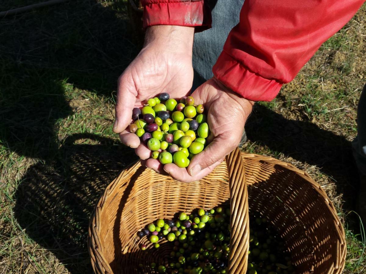 Villa Porcigliano Olive Grove Polcanto Luaran gambar