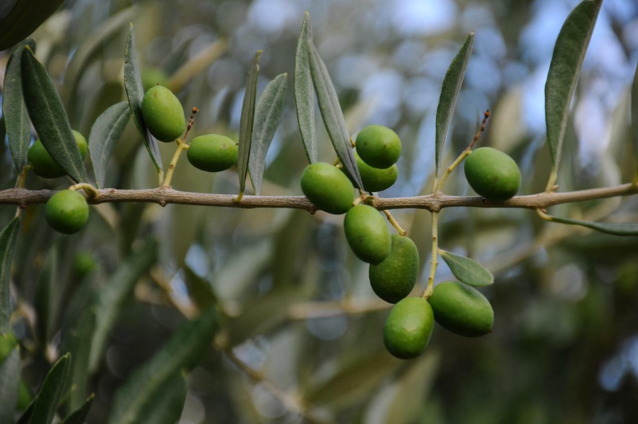 Villa Porcigliano Olive Grove Polcanto Luaran gambar